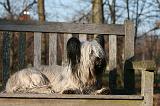 SKYE TERRIER 006